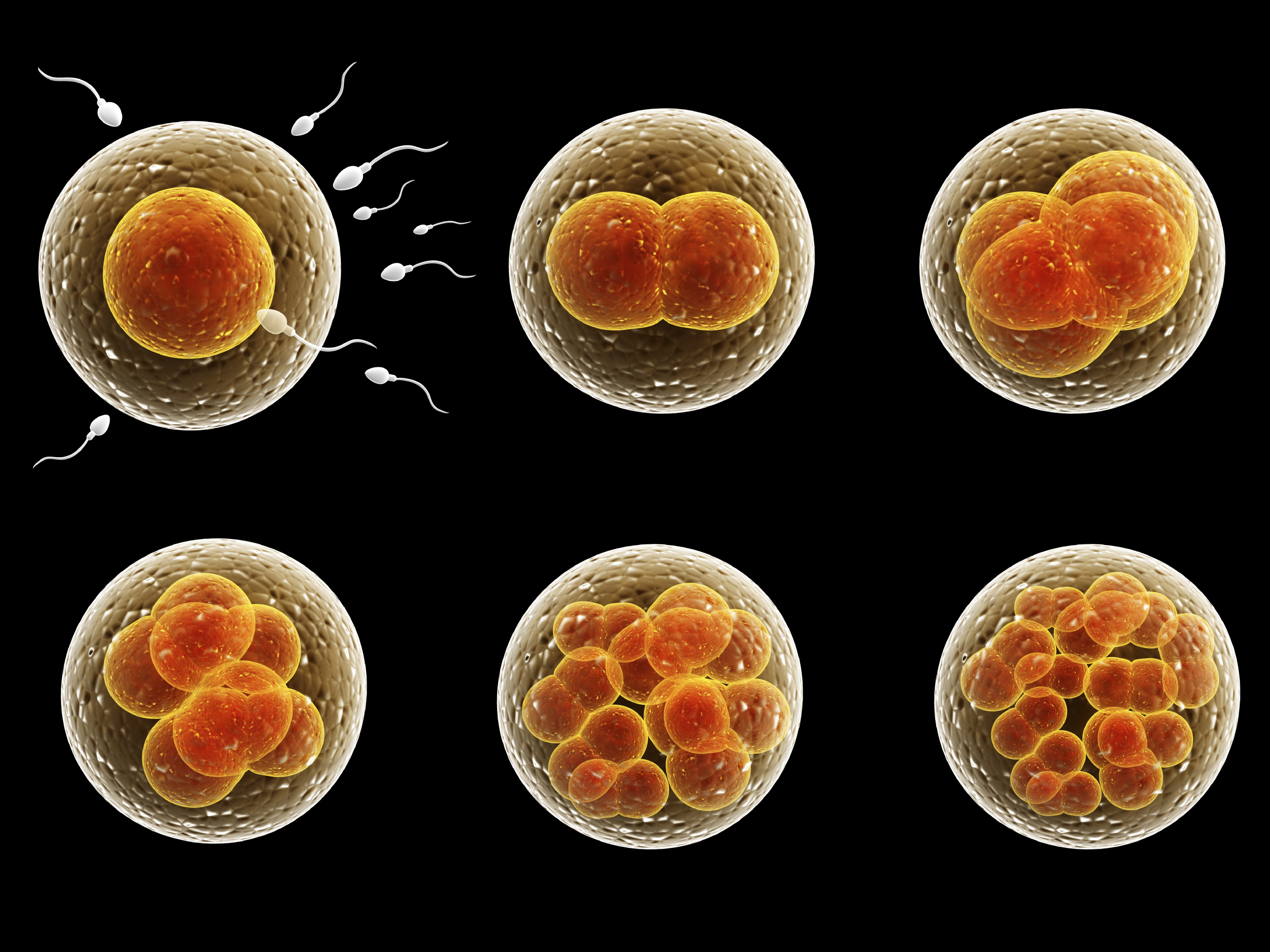 Process division of fertilized cell. Isolated on black background